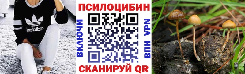 сколько стоит  Цивильск  Псилоцибиновые грибы Psilocybe 